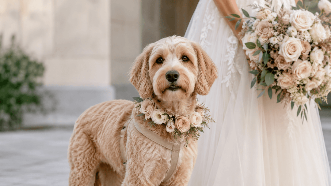 Elegant dog wearing a lightweight partial floral collar beside a bride with a matching ivory, blush, and sage wedding bouquet.