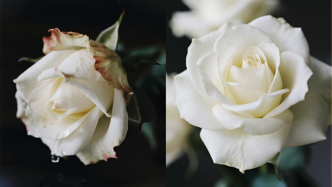 Left side A beautiful but slightly wilting, drooping fresh white rose with browning edges.Right side A pristine, high-quality 'Real Touch' artificial white rose